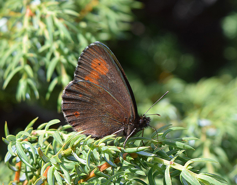 Aiuto identificazione Erebia 2 - Erebia euryale